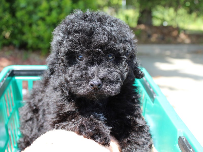 blank mini poodle